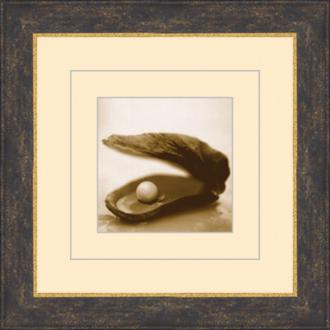 Seashells in Sepia B 15 12 Square Wall Art 05462