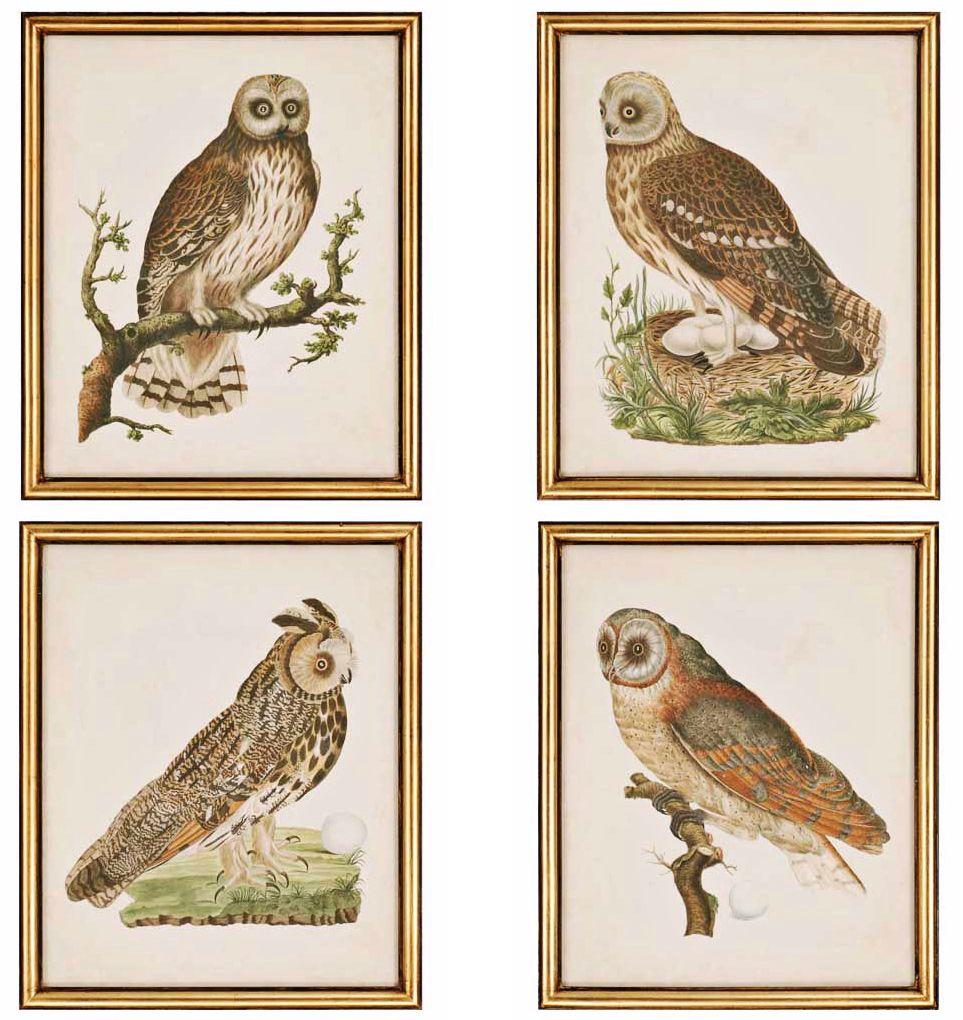 Set of 4 Nozeman Owls Wall Art Prints