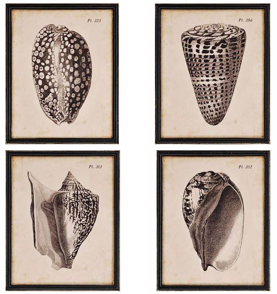 Shells 22" High Set of 4 Scientific Framed Wall Art