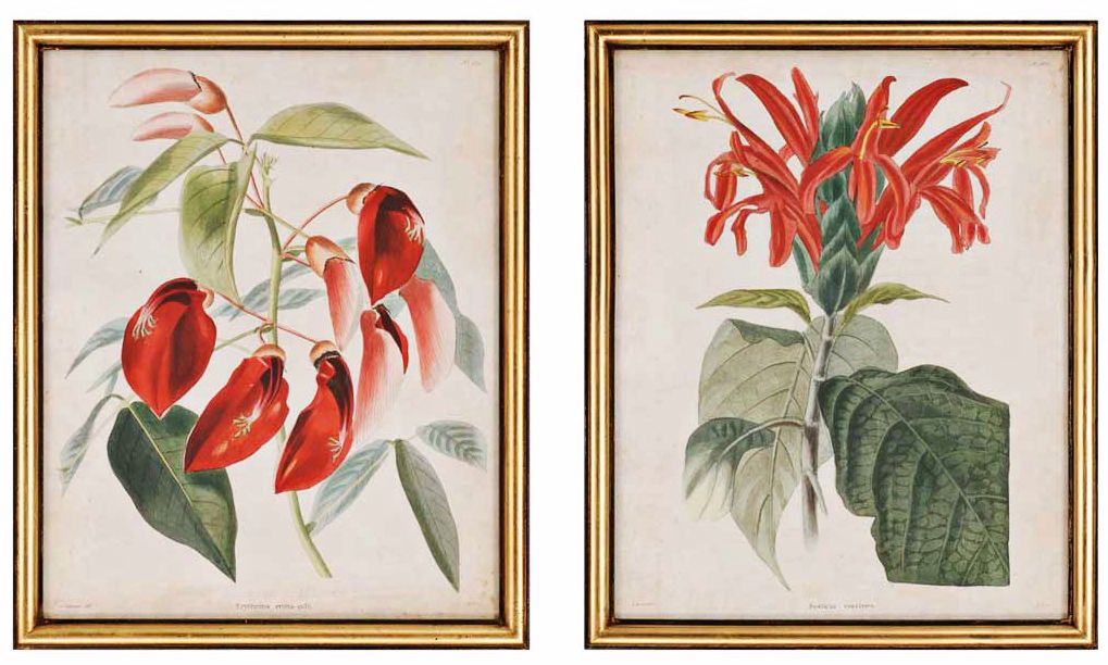 Set of 2 Red Floral Botanical Wall Art Prints