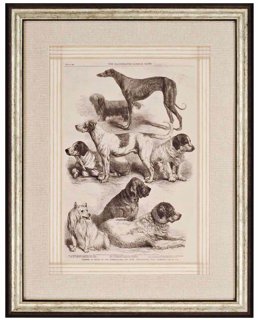 International Dog Show I Framed Wall Art