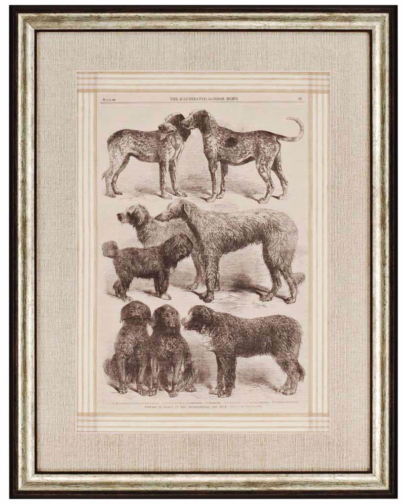 International Dog Show II Framed Wall Art