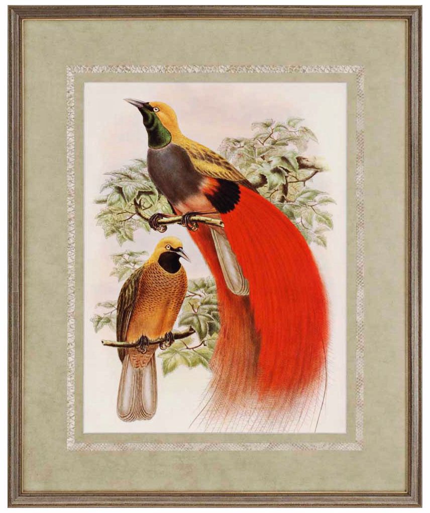 Scarlet Birds of Paradise 34" High Framed Wall Art