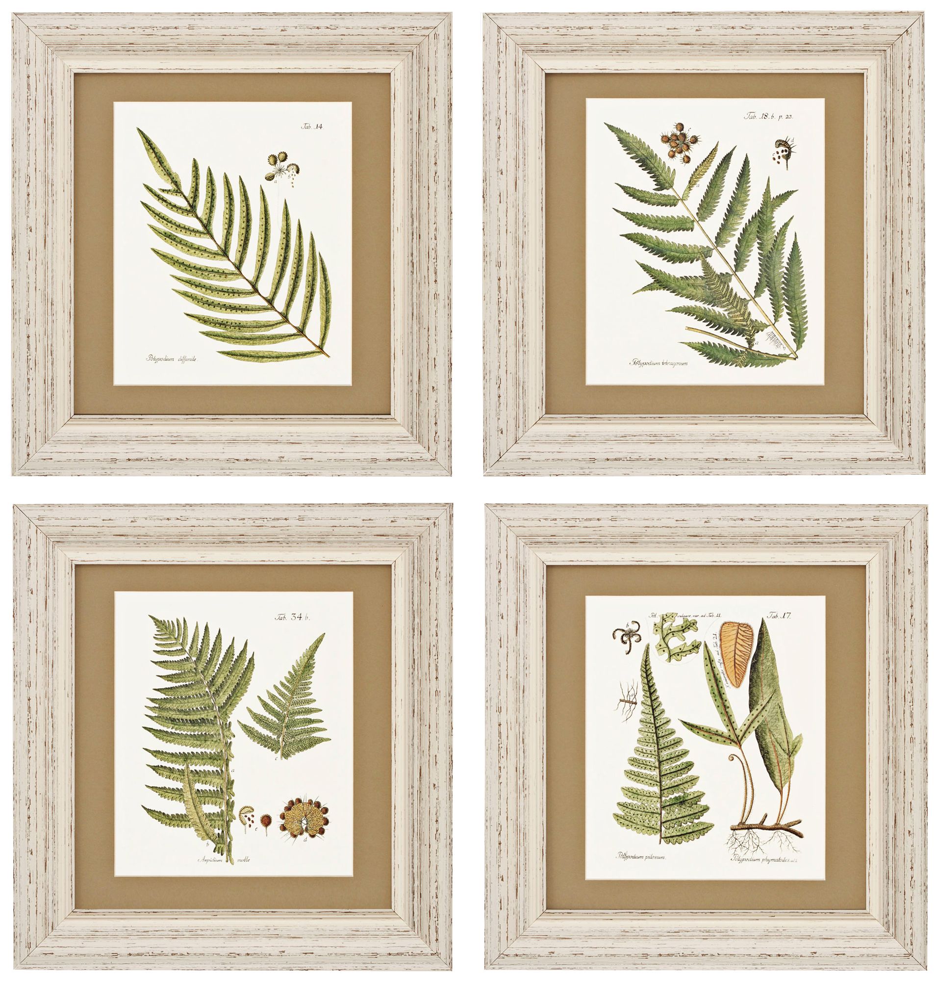 Set of 4 Fern I/II/III/IV 18" High Wall Art Prints