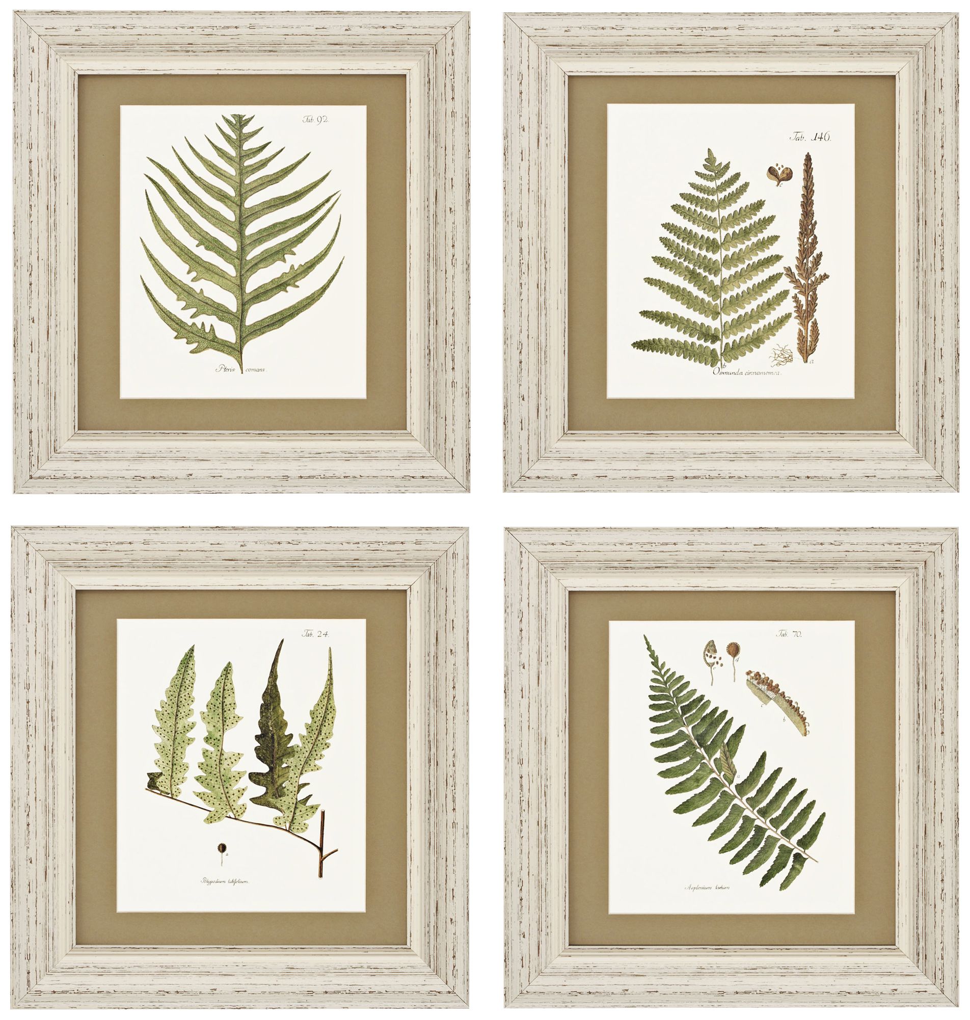 Set of 4 Fern V/VI/VII/VIII 18" High Wall Art Prints