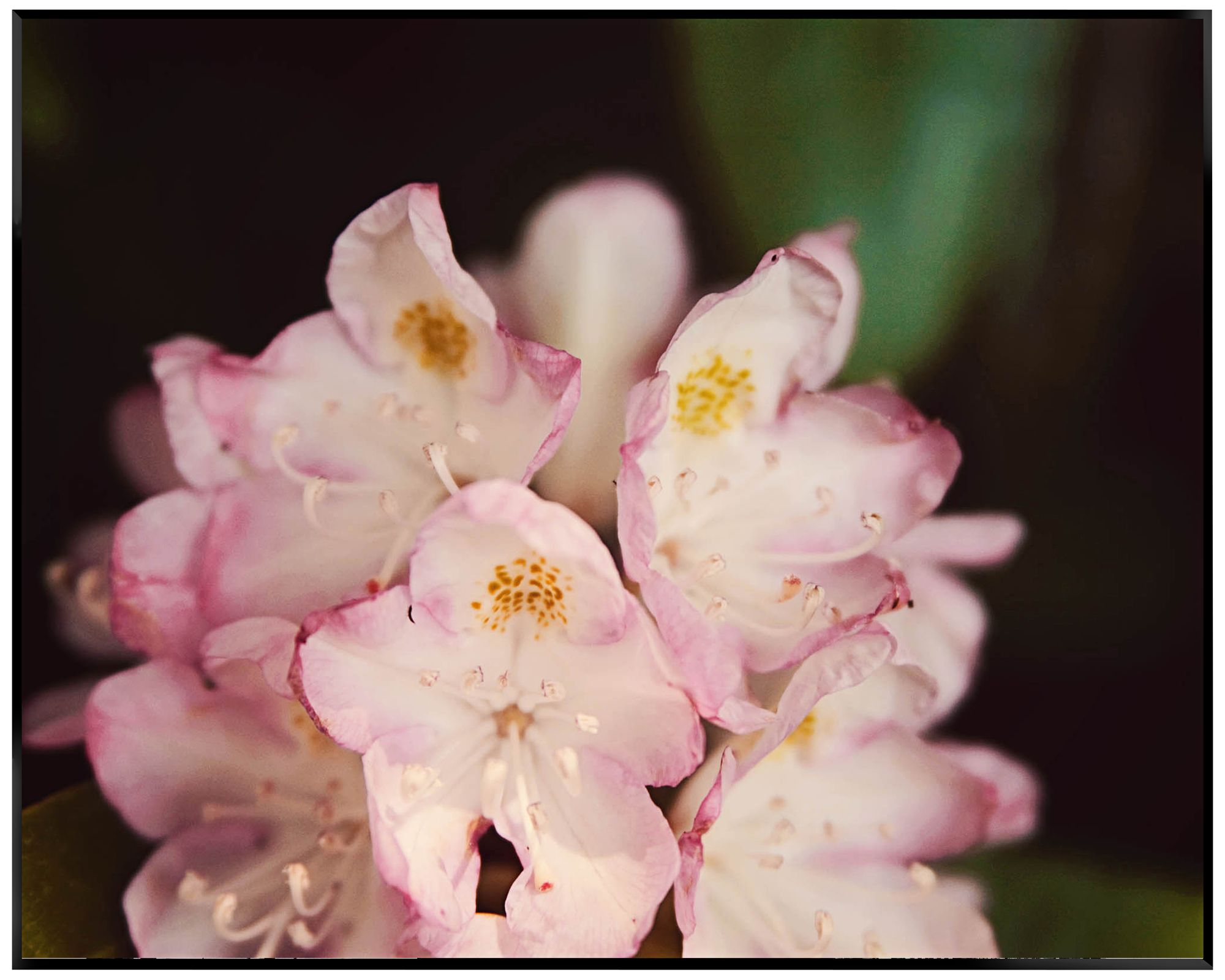 Flower I 20" Wide High Gloss Paper Mounted Wall Art