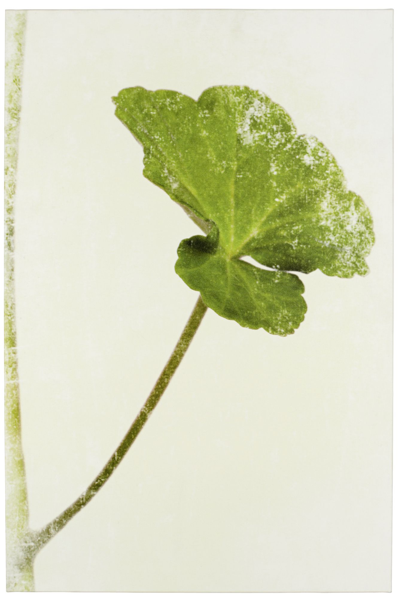 Zen II 30" High Color Photo Wall Art