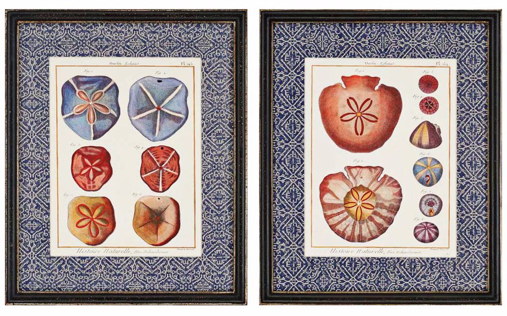 Set of 2 Sand Dollars 22" High Wall Art