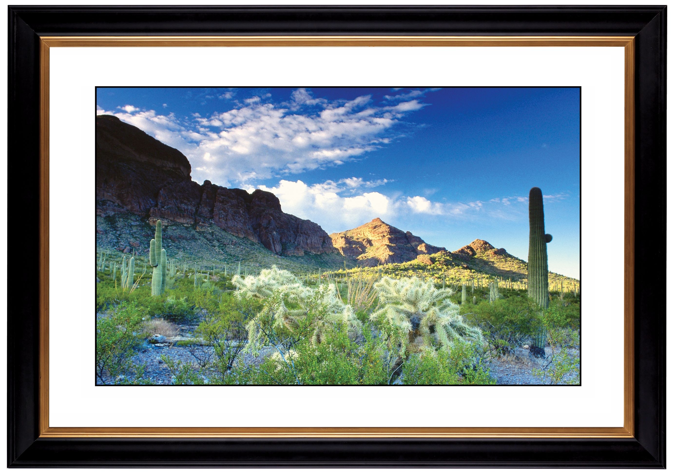 Cactus Field Giclee 41 3/8" Wide Wall Art