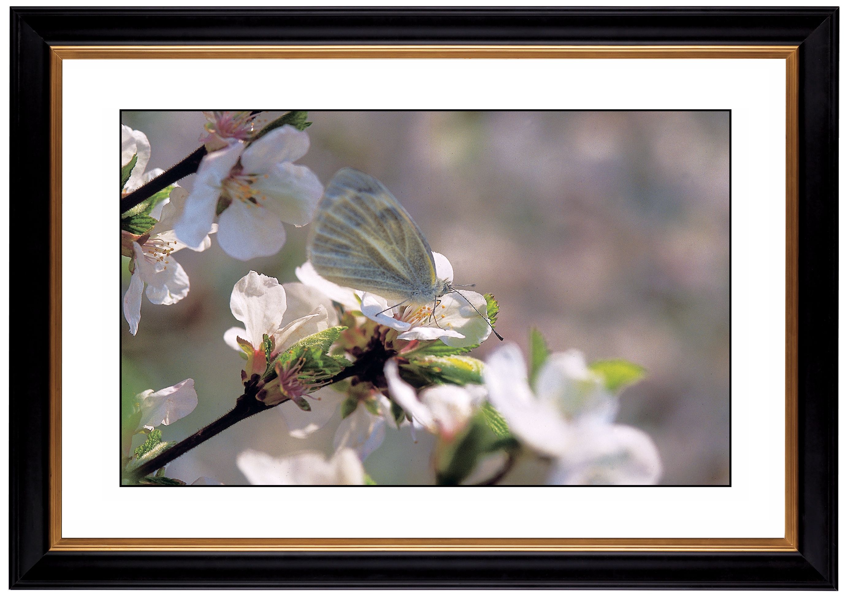 Cherry Blossoms Giclee 41 3/8" Wide Wall Art