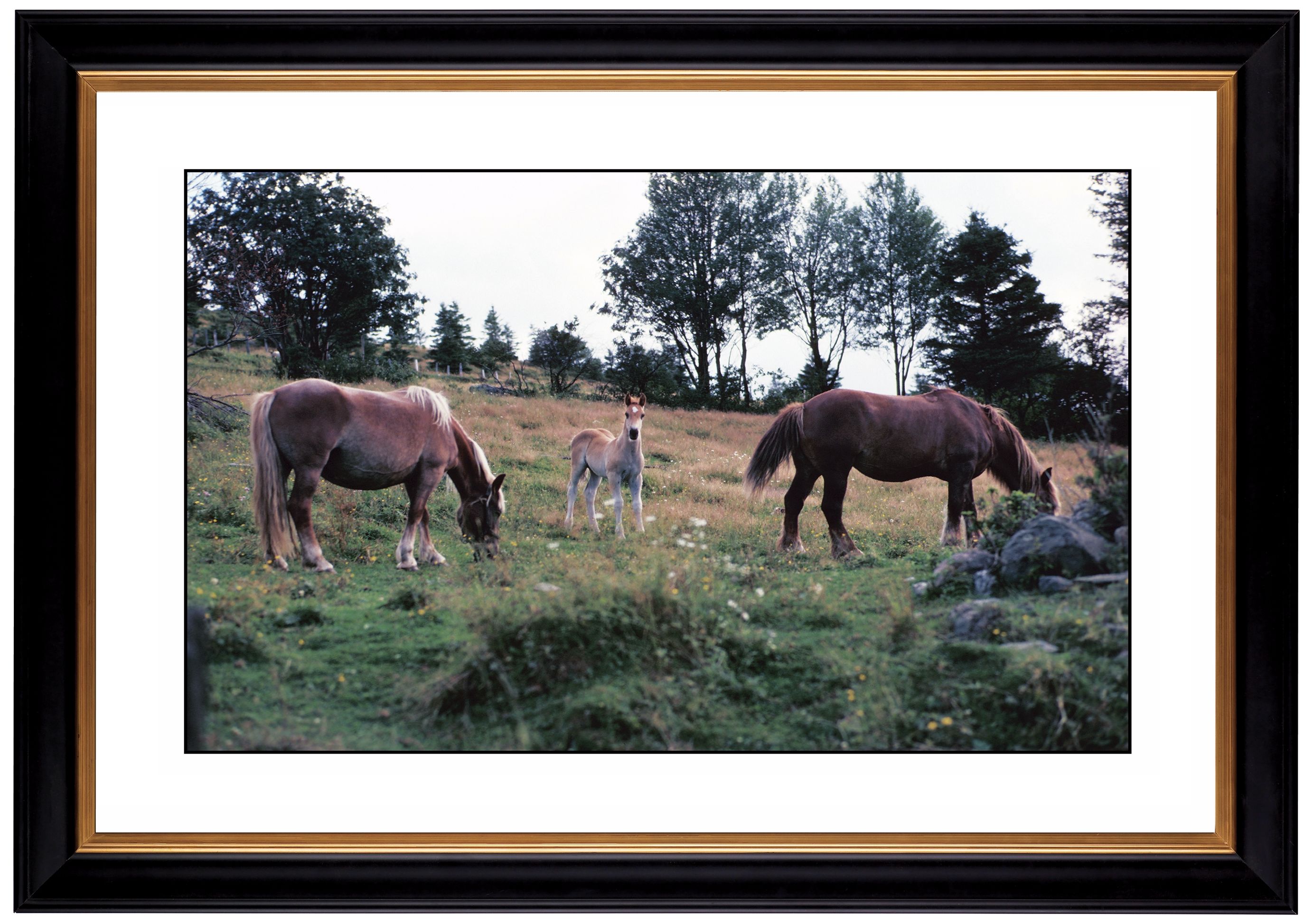Horses Giclee 41 3/8" Wide Wall Art