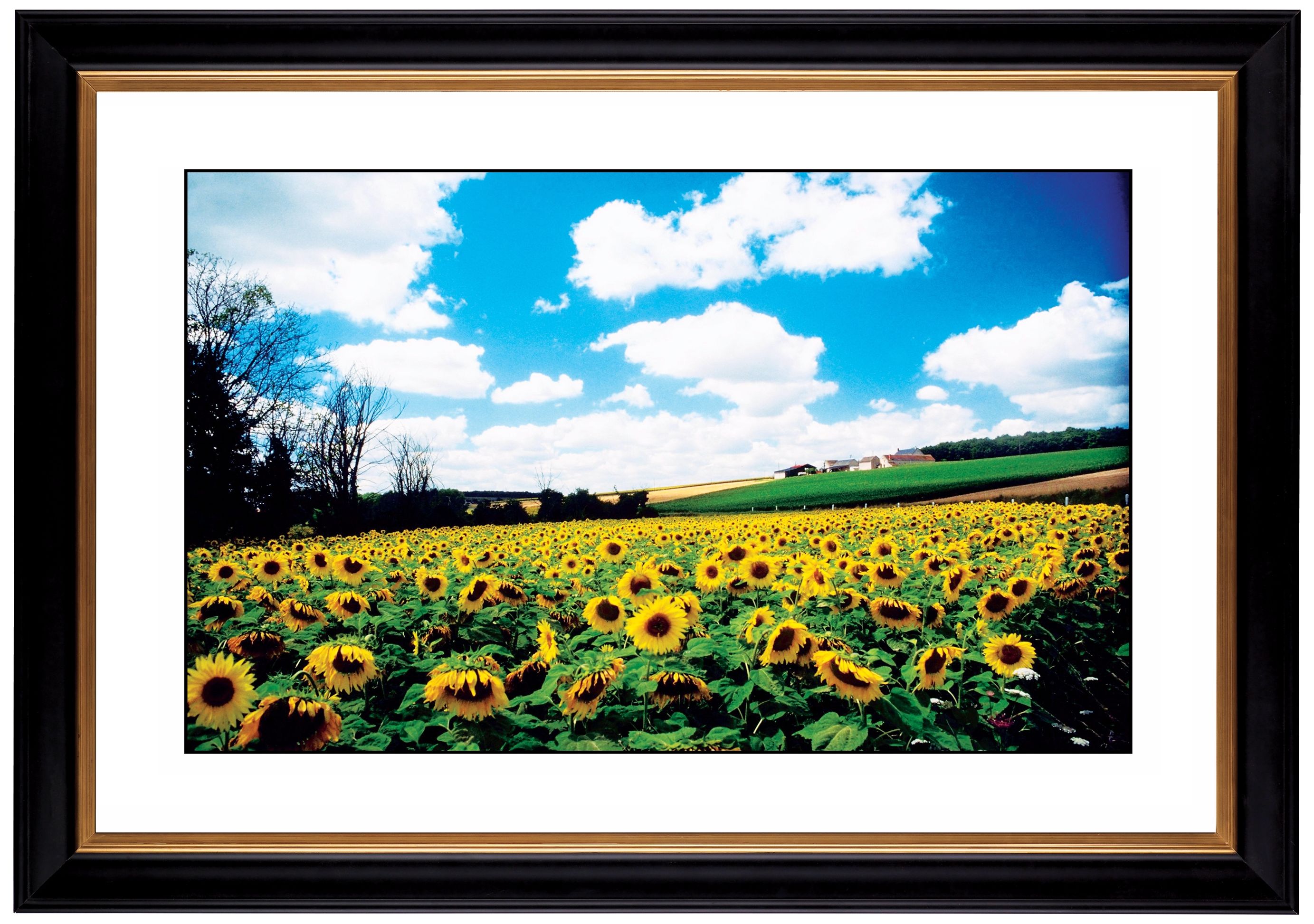 Sunflower Field Giclee 41 3/8" Wide Wall Art