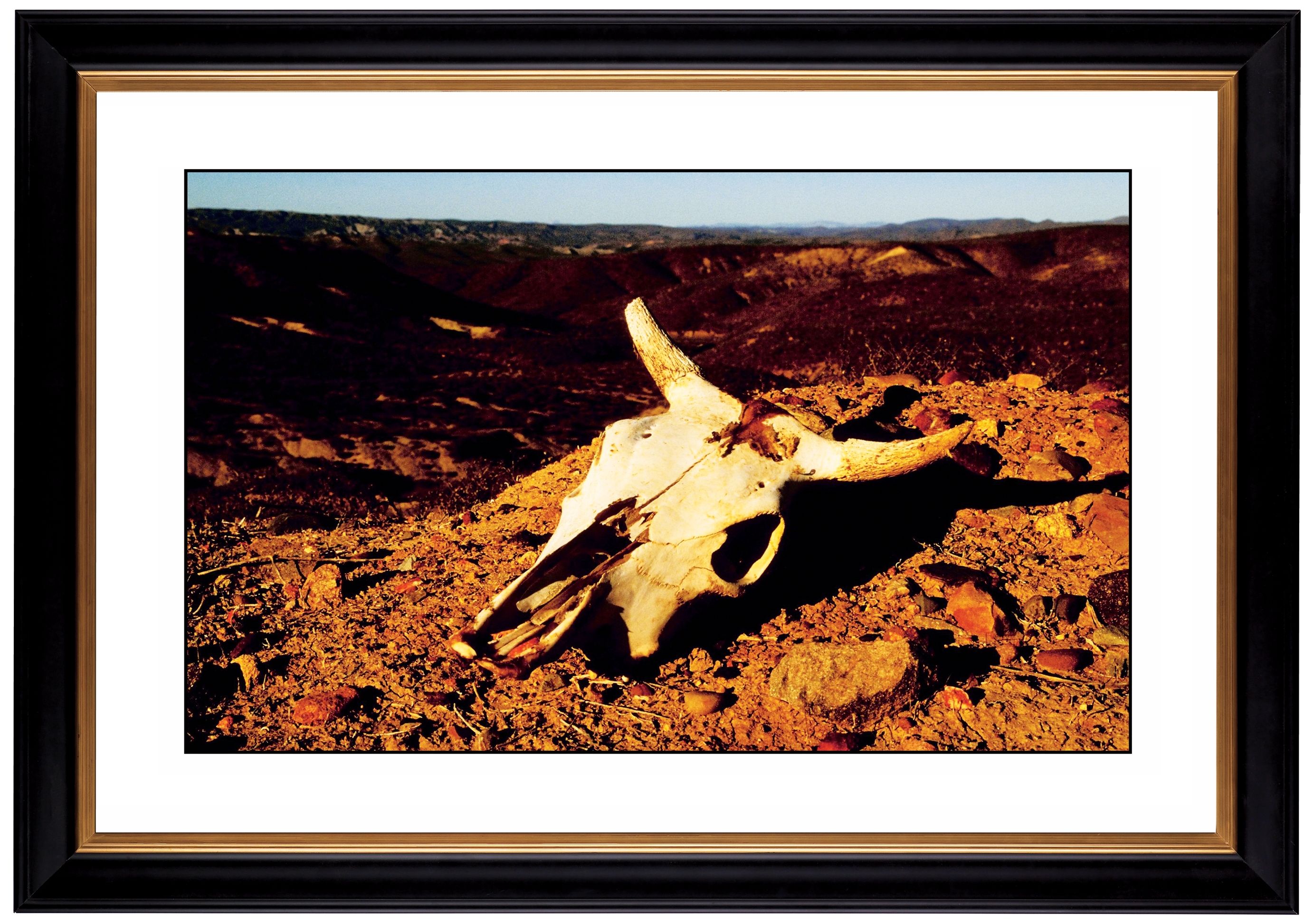 Desert Skull Giclee 41 3/8" Wide Wall Art
