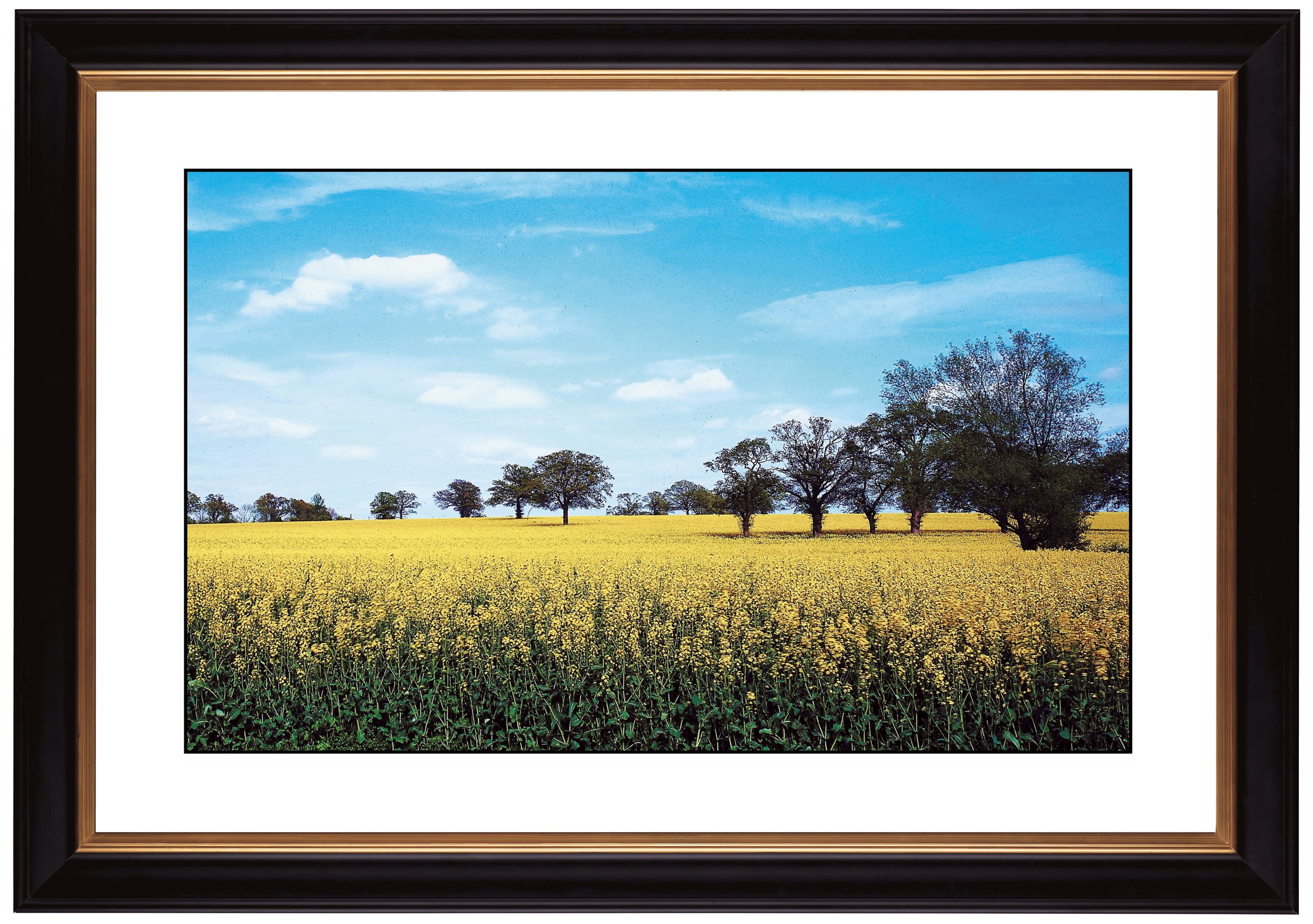 Summer Field Giclee 41 3/8" Wide Wall Art