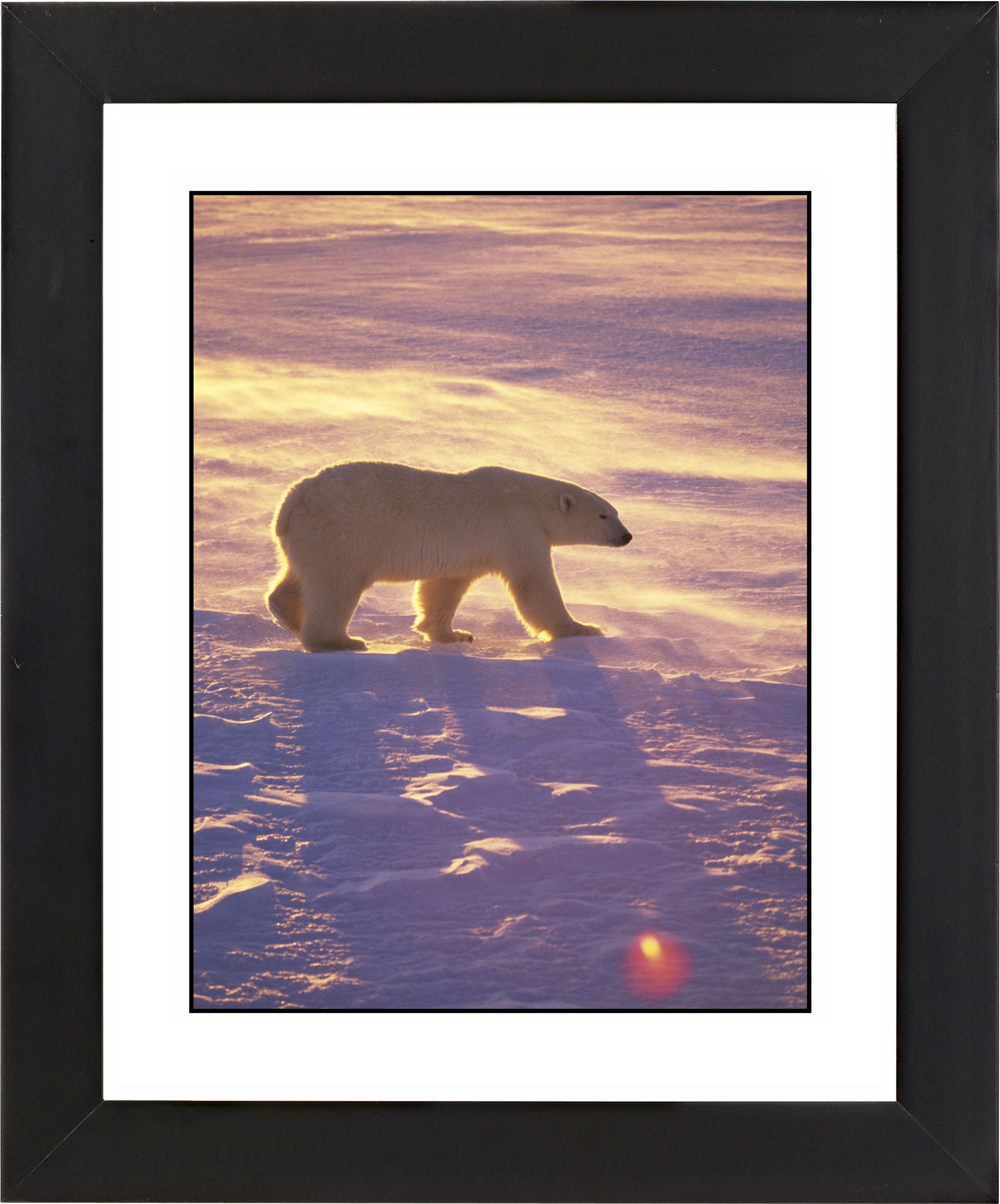 Polar Bear Black Frame Giclee 23 1/4" High Wall Art
