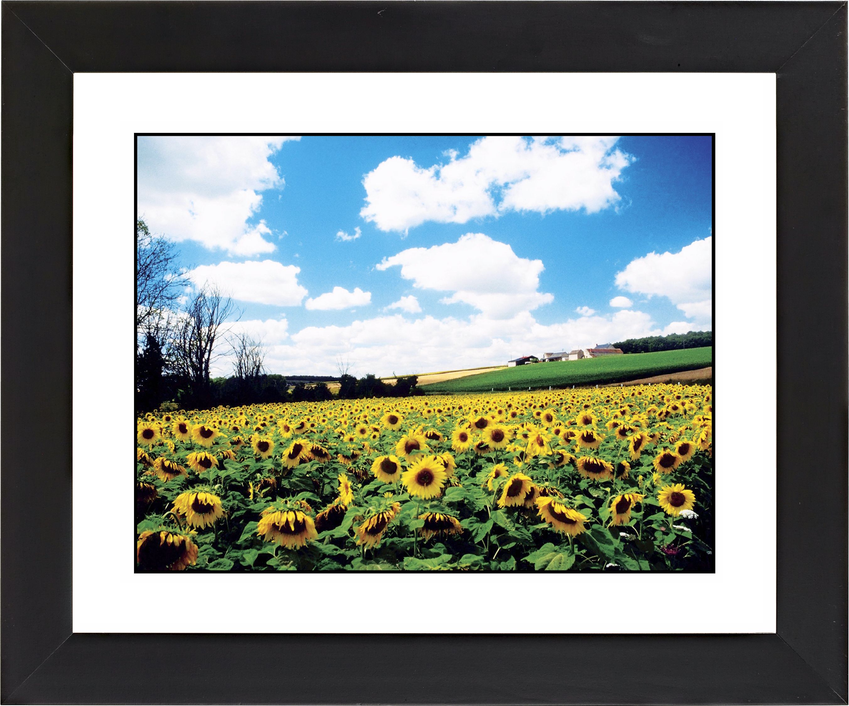 Sunflower Field Black Frame Giclee Wall Art