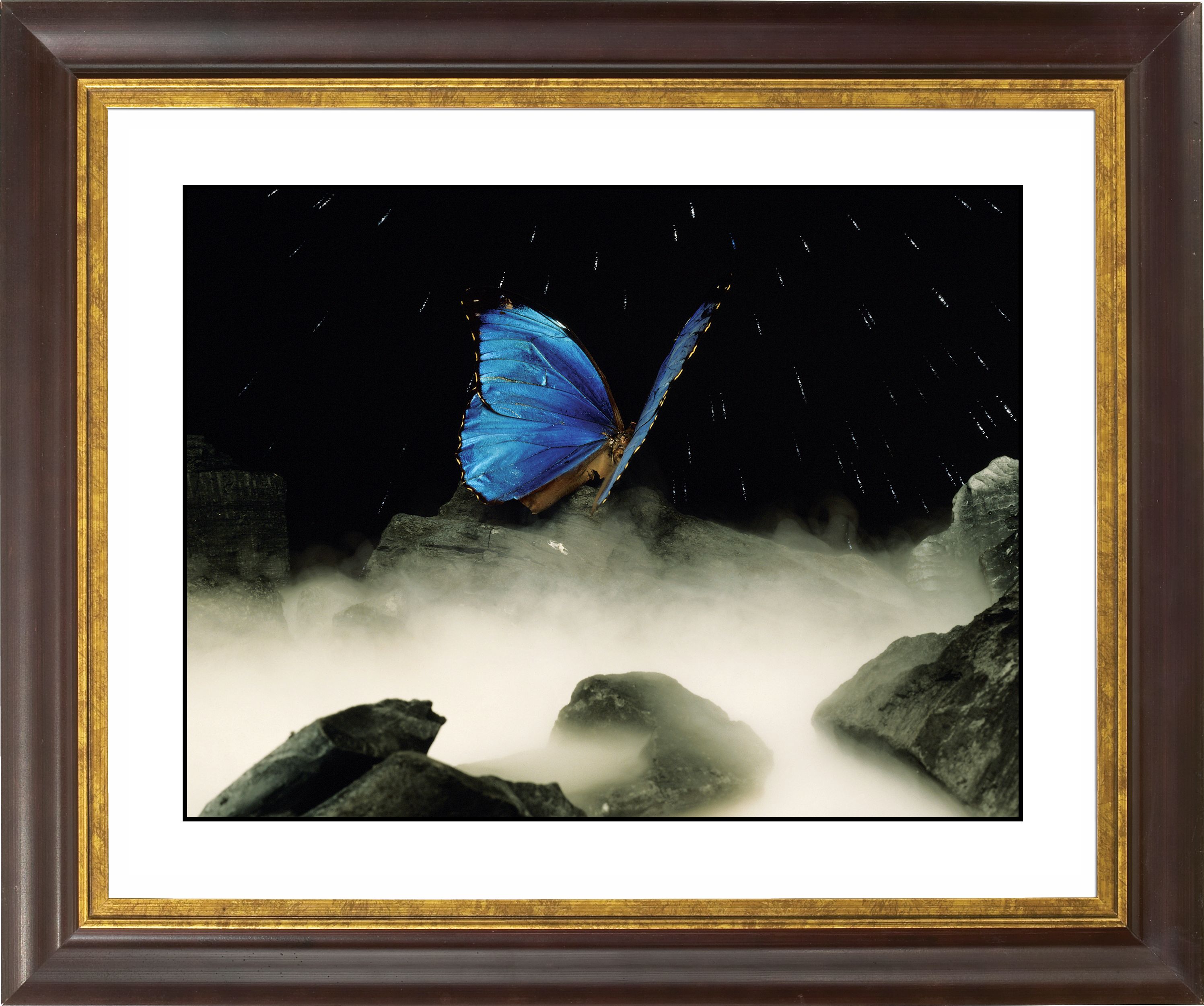 Blue Butterfly Gold Bronze Frame Giclee 20 Wide Wall Art F0697 18019