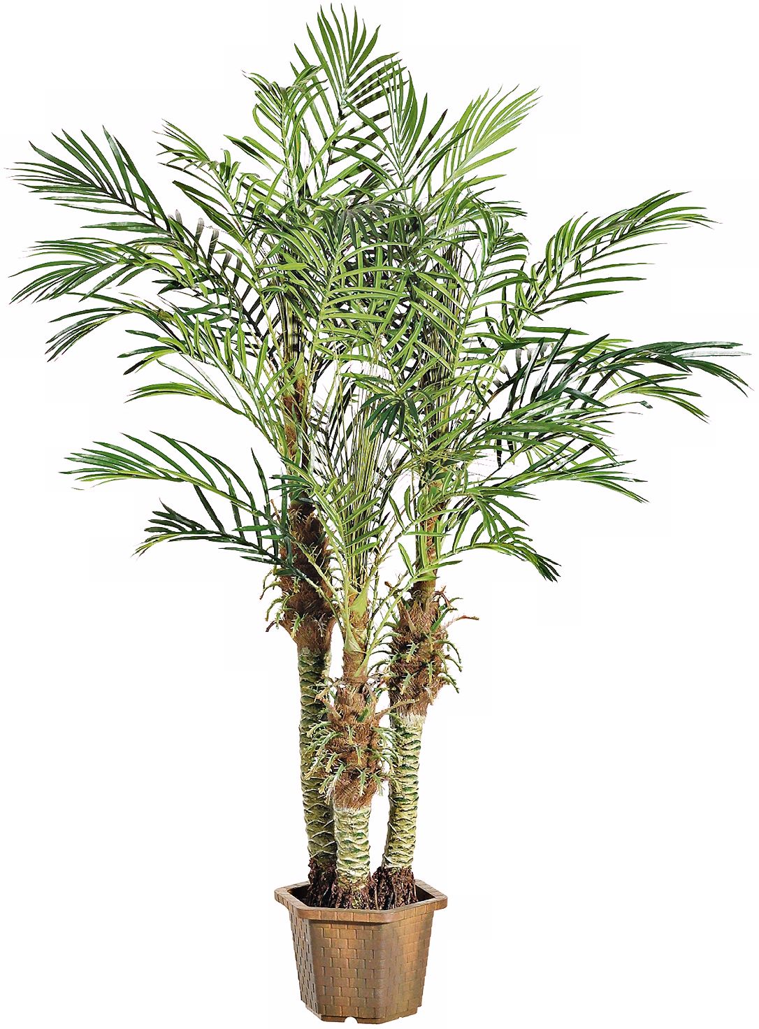 Faux Robellini Palm Tree in Wood Pot