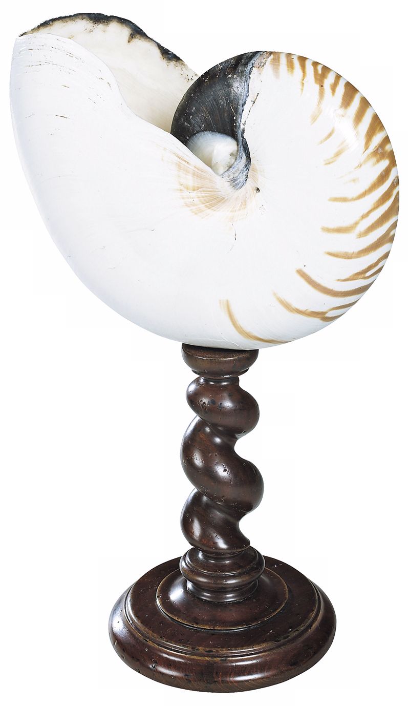 Natural on Wood Stand Nautilus Shell