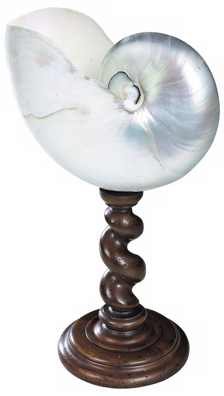 Polished on Wood Stand Nautilus Shell