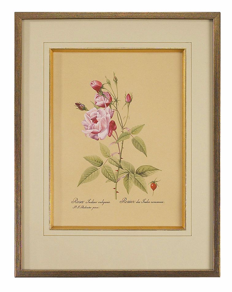 Redoute Rosa Indica Hand Painted Watercolor Wall Art