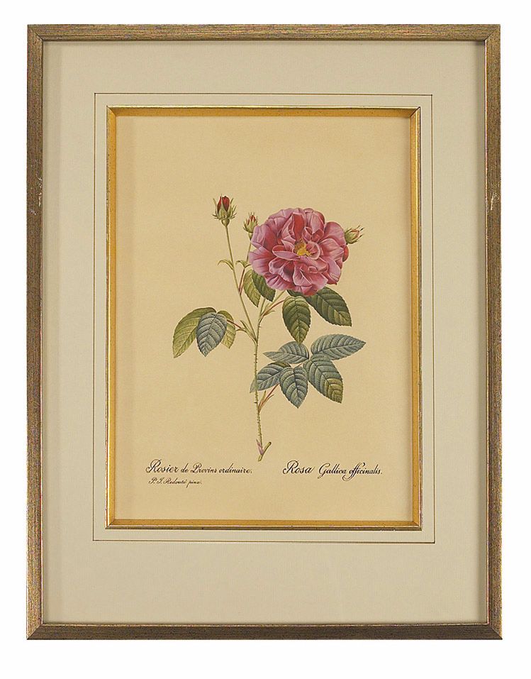 Redoute Rosa Gallica I Hand Painted Watercolor Wall Art