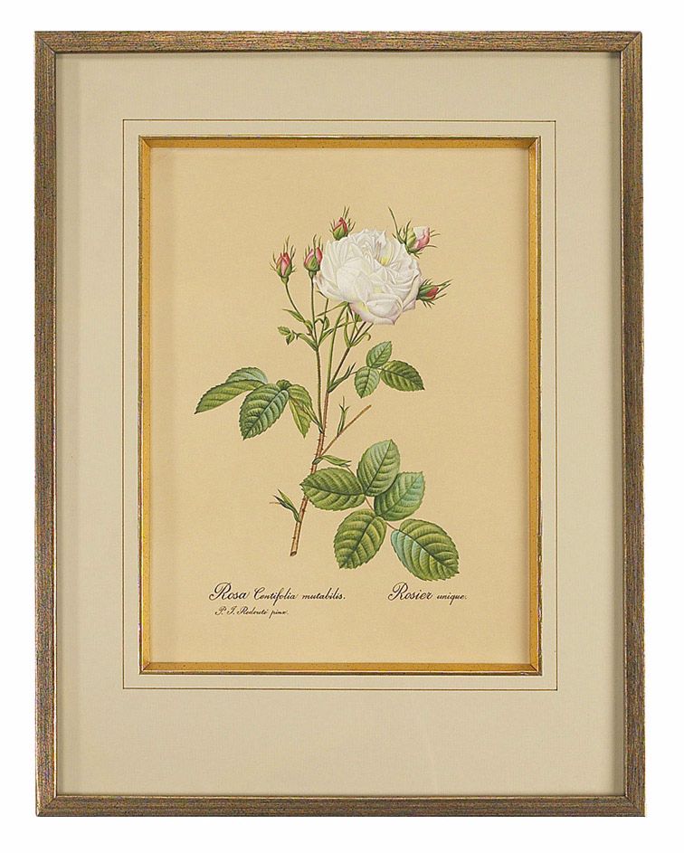 Redoute Rosa Centifolia Hand Painted Watercolor Wall Art
