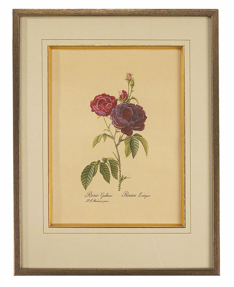 Redoute Rosa Gallica II Hand Painted Watercolor Wall Art
