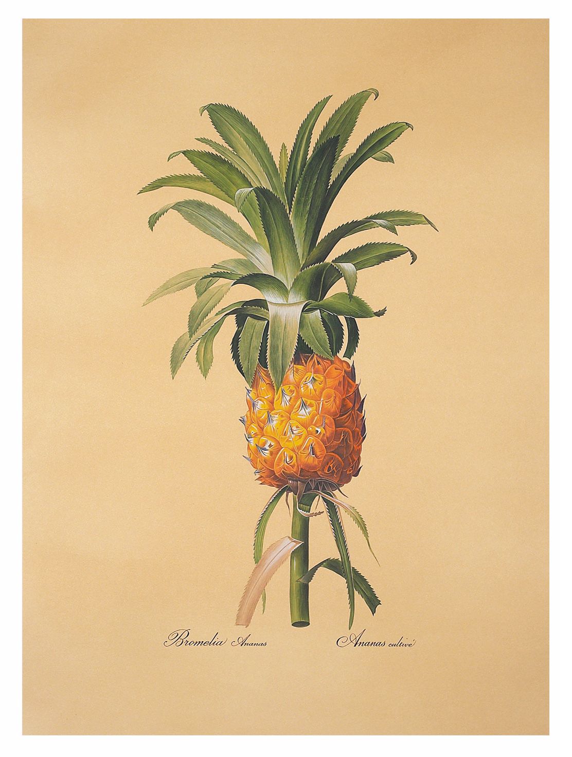 Redoute Pineapple Hand Painted Wall Art