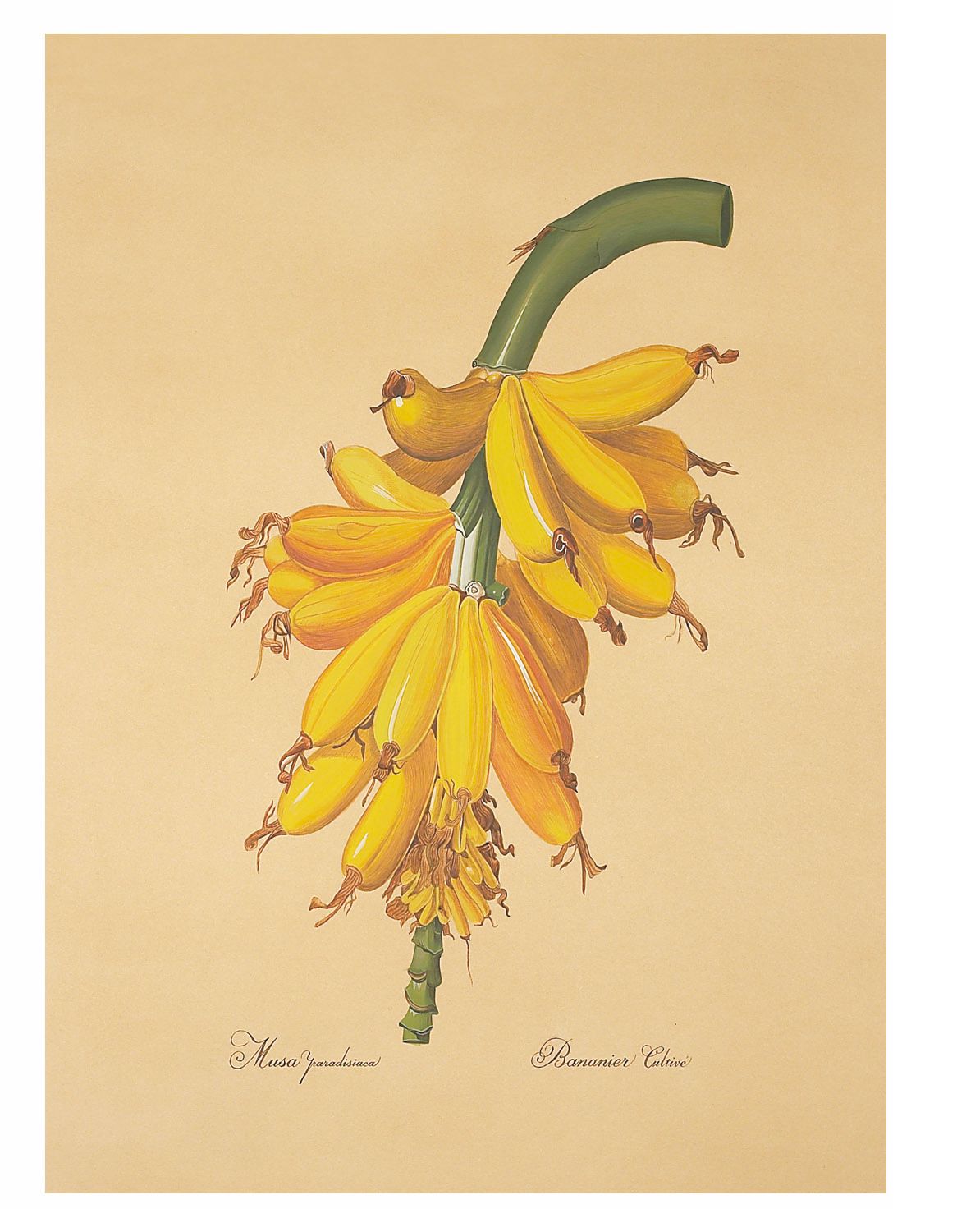 Redoute Banana Hand Painted Wall Art