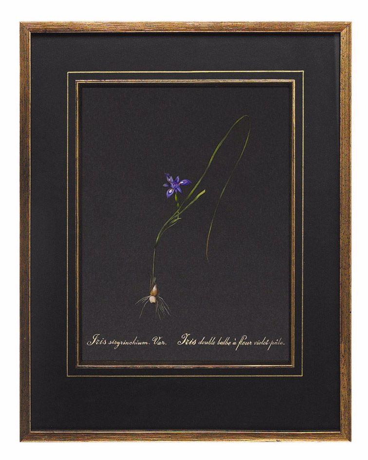 Redoute Iris Hand Painted Wall Art