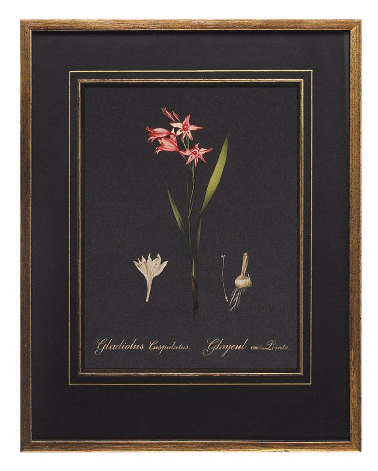 Redoute Gladiolus Hand Painted Wall Art