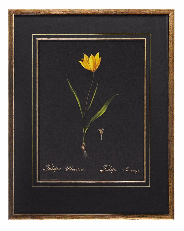 Redoute Tulipa Hand Painted Wall Art