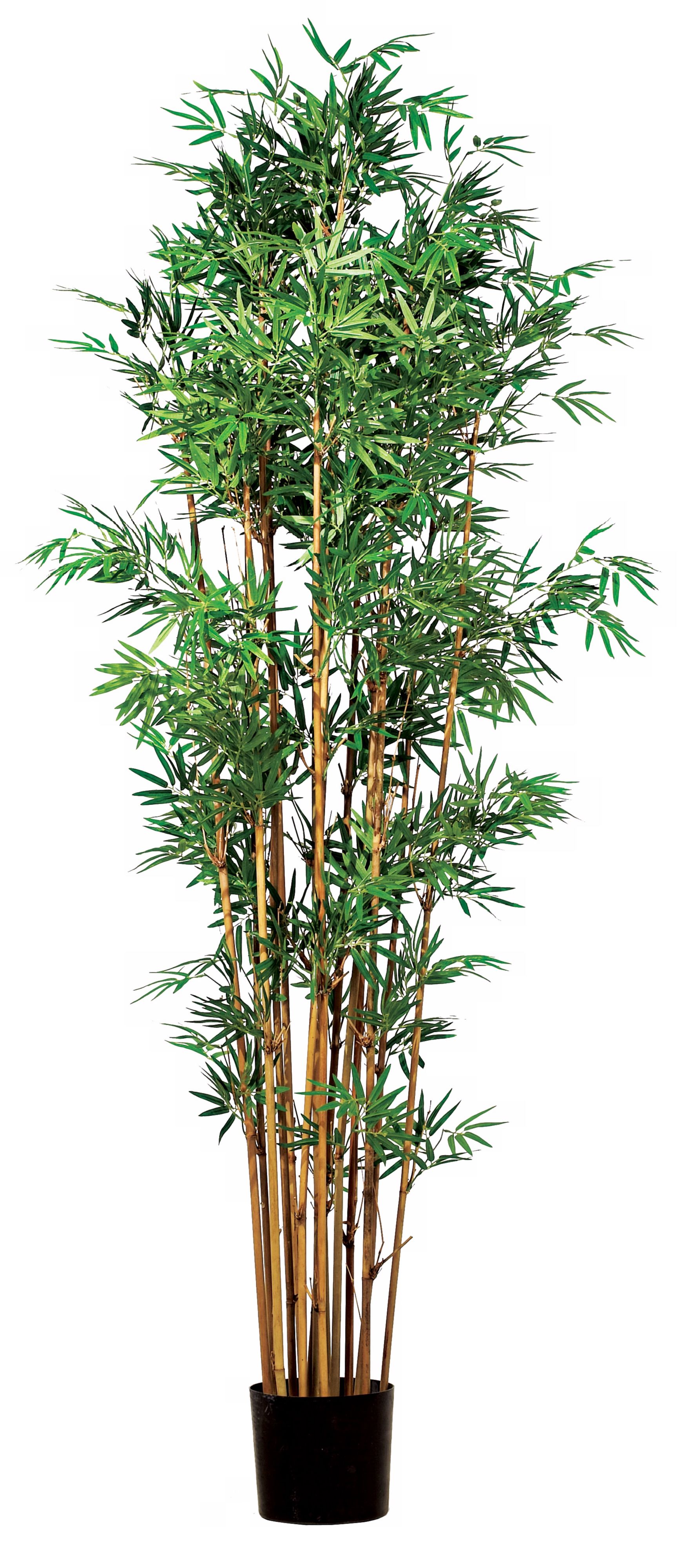 Six Foot Japanese Bamboo Tree