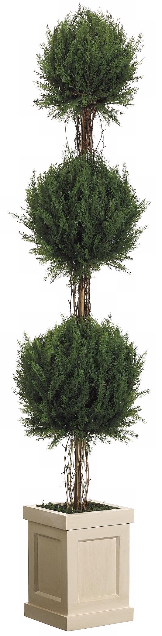 Faux 66" Cedar Spiral Topiary