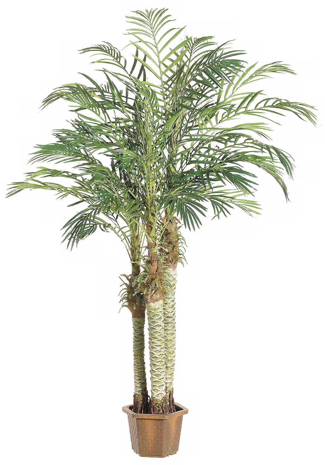 Faux 84" High Robellini Palm Trees