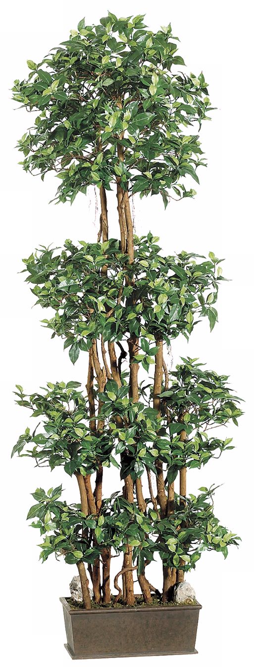 Faux 72" High Mini Ficus Wall Tree