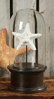 Porcelain Starfish Vitrine J5771