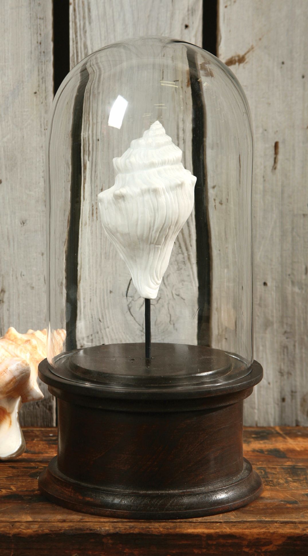 Porcelain Seashell Vitrine