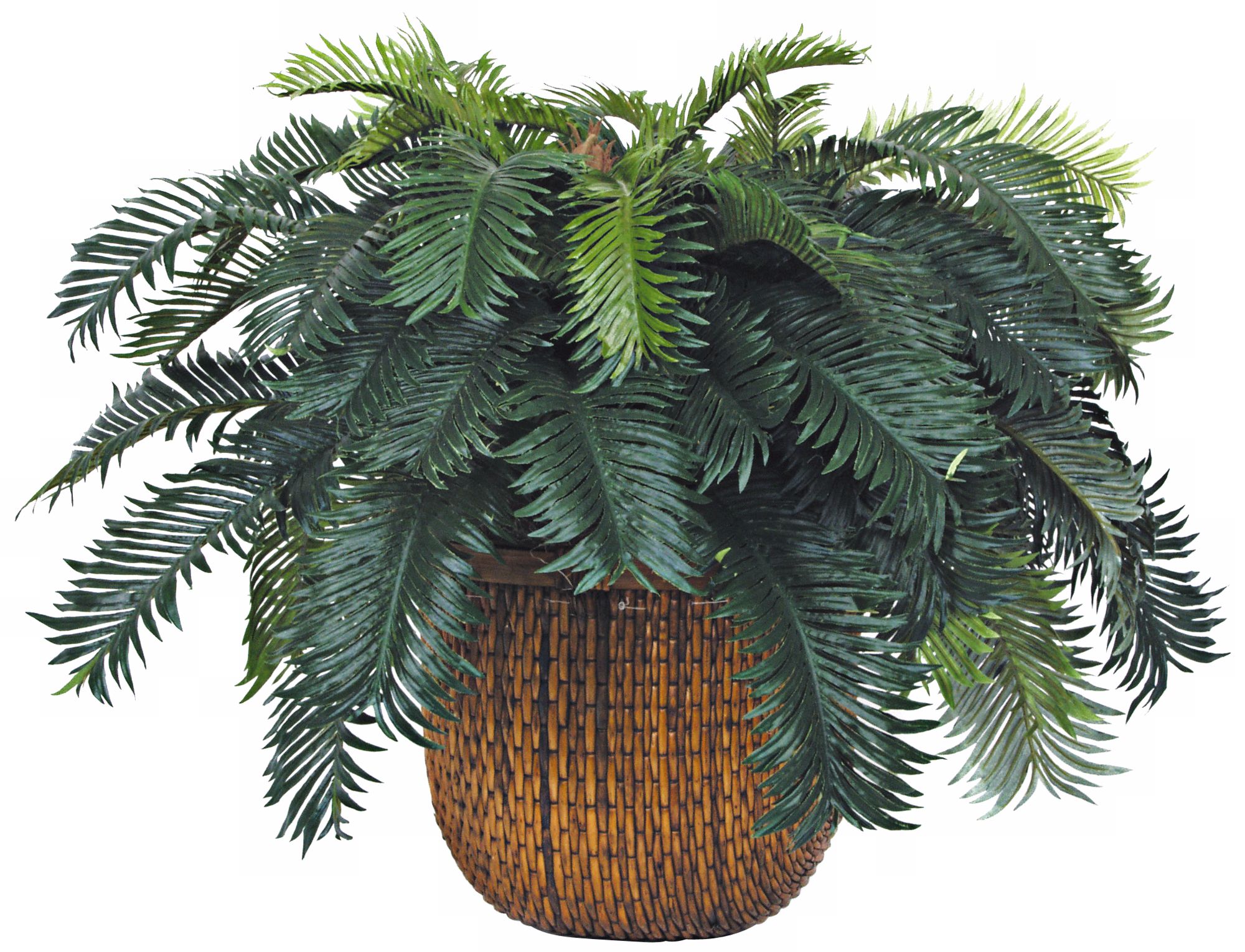 Cycas Bush in Woven Basket