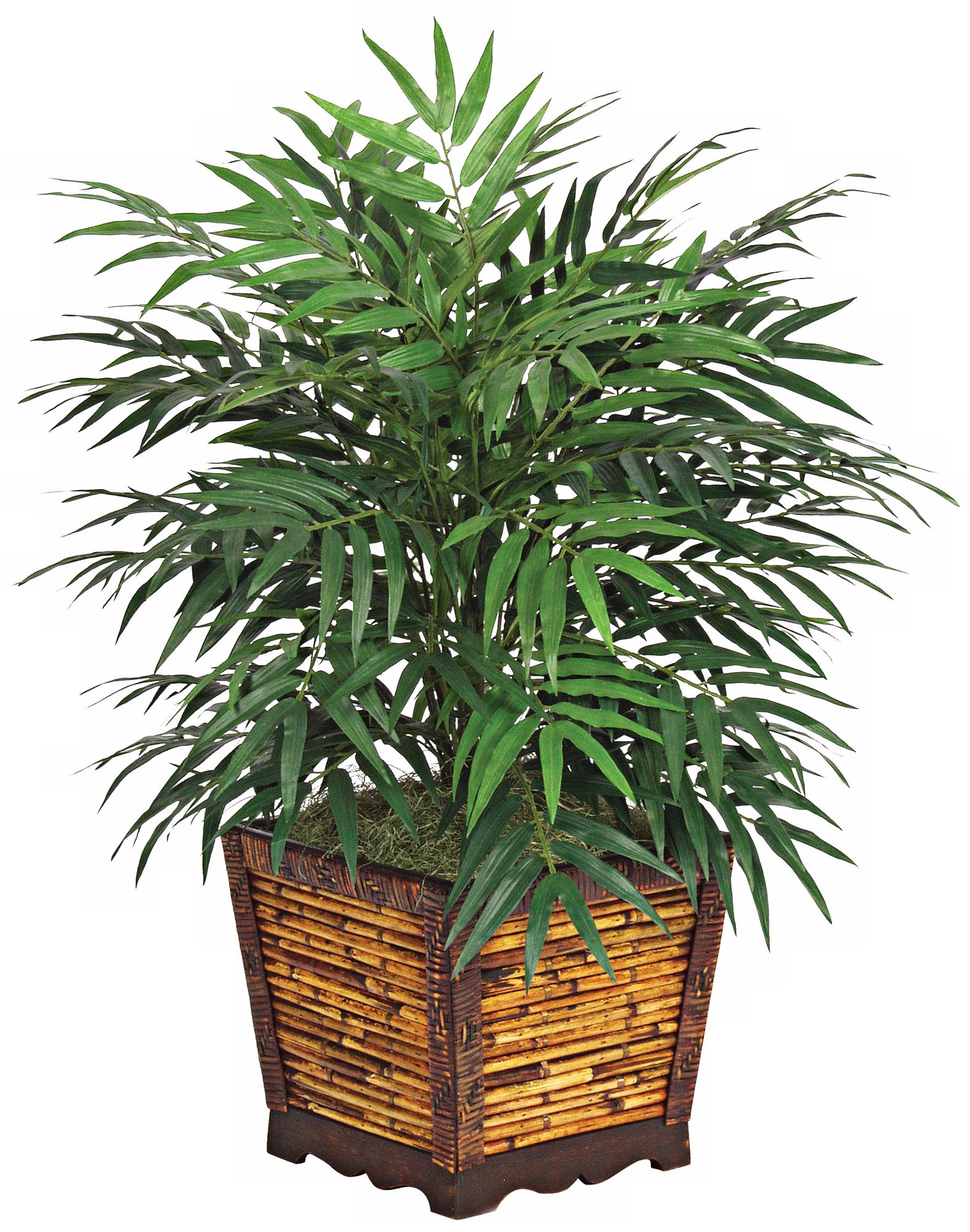 Phoenix Palm Bush