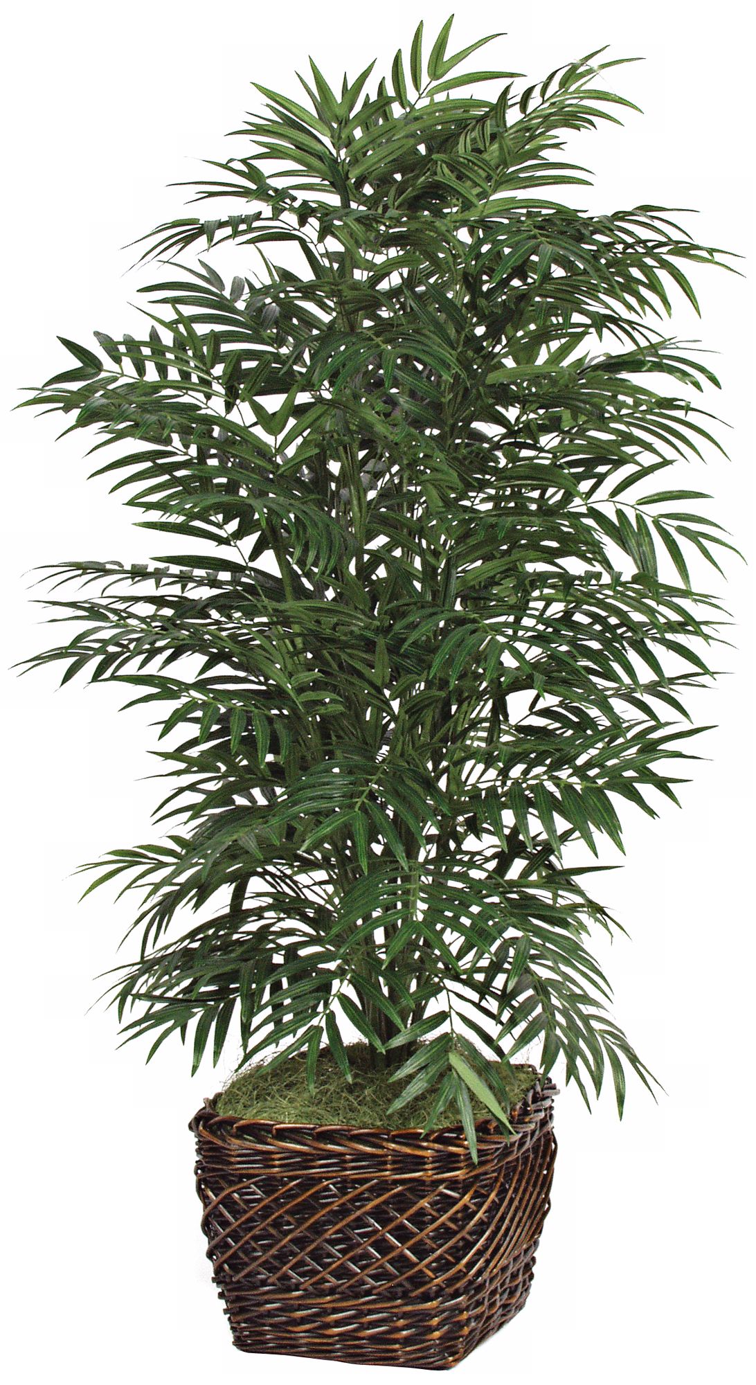 Deluxe Phoenix Palm Bush