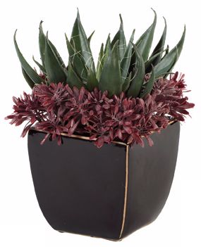 Desert Moon Succulent Arrangement