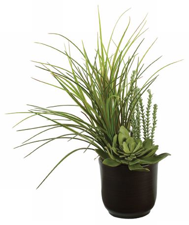 Desierto Succulents in Ceramic Pot