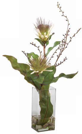 Protea in Glass Vase