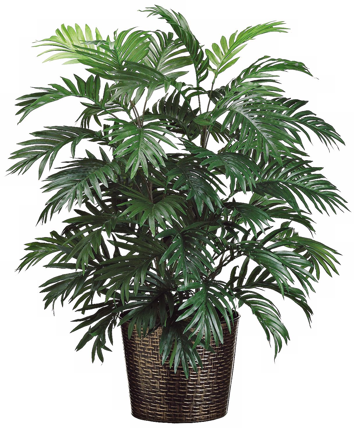Areca Palm in Decorative Planter