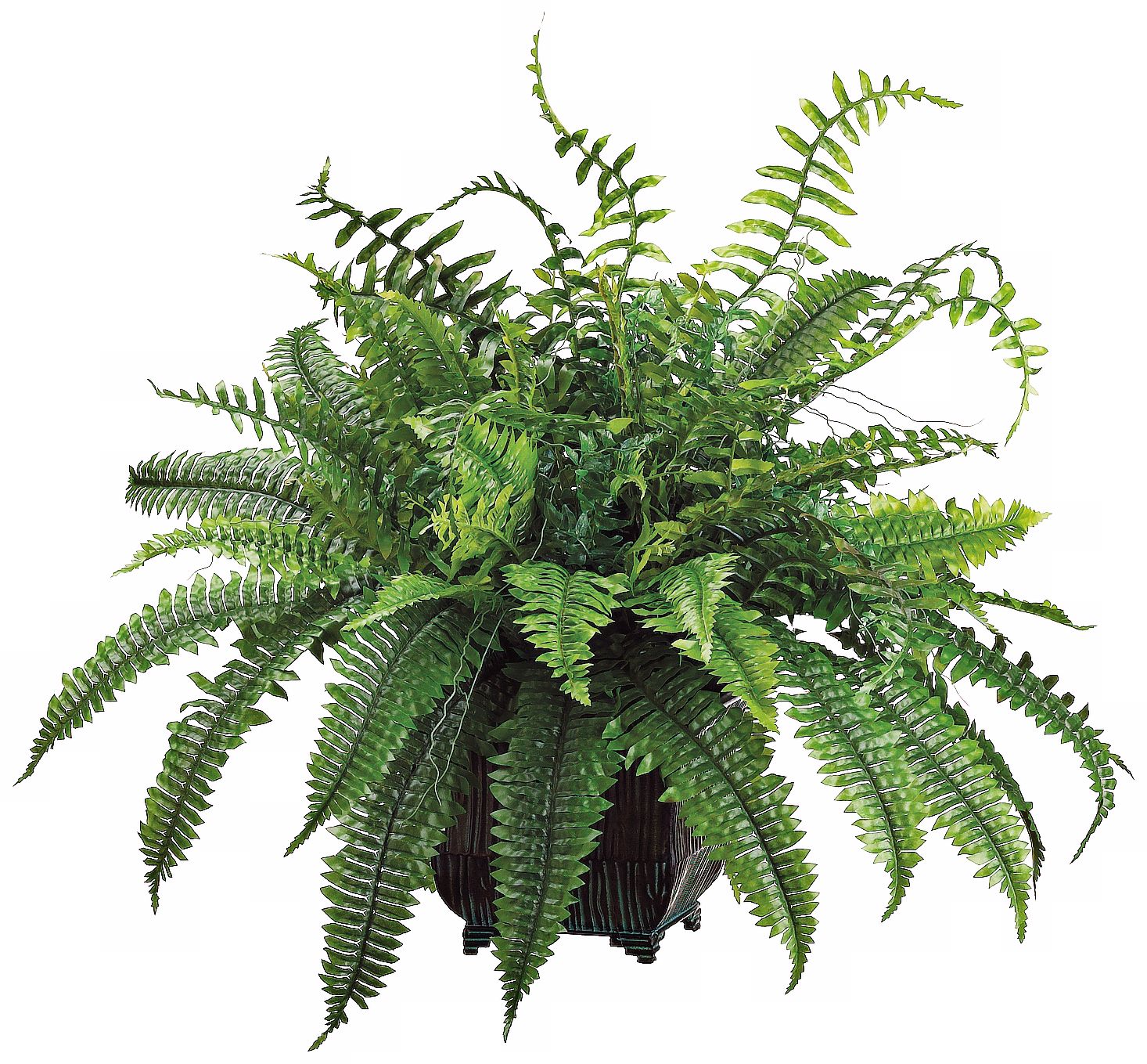 Green Fern in Black Metal Planter