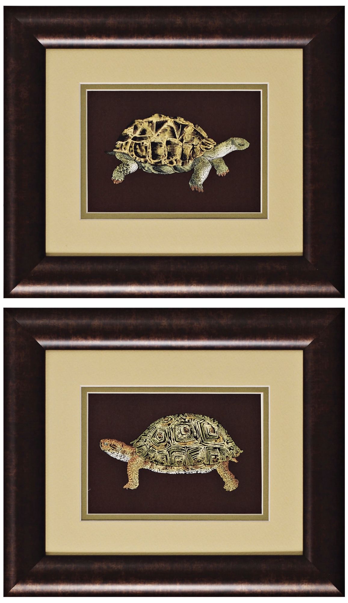 Set of Two Tortoise I & II Framed Wall Art