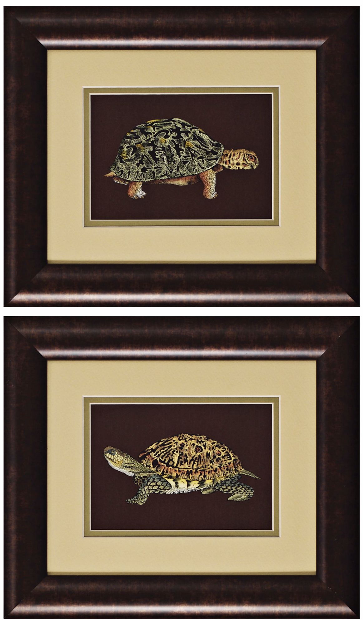 Set of Two Tortoise III & IV Framed Wall Art