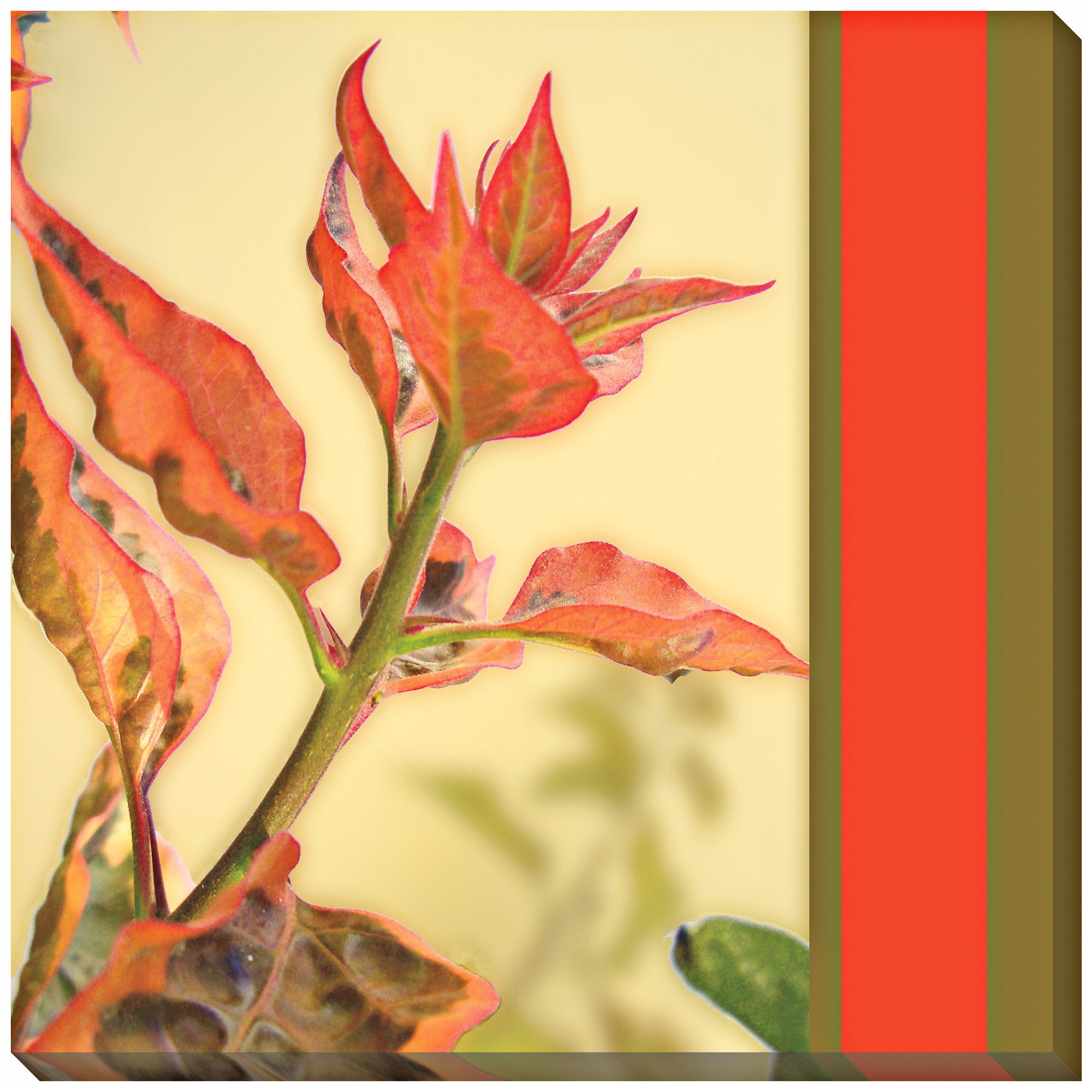 Wall Flower II Giclee Indoor/Outdoor 40" Square Wall Art